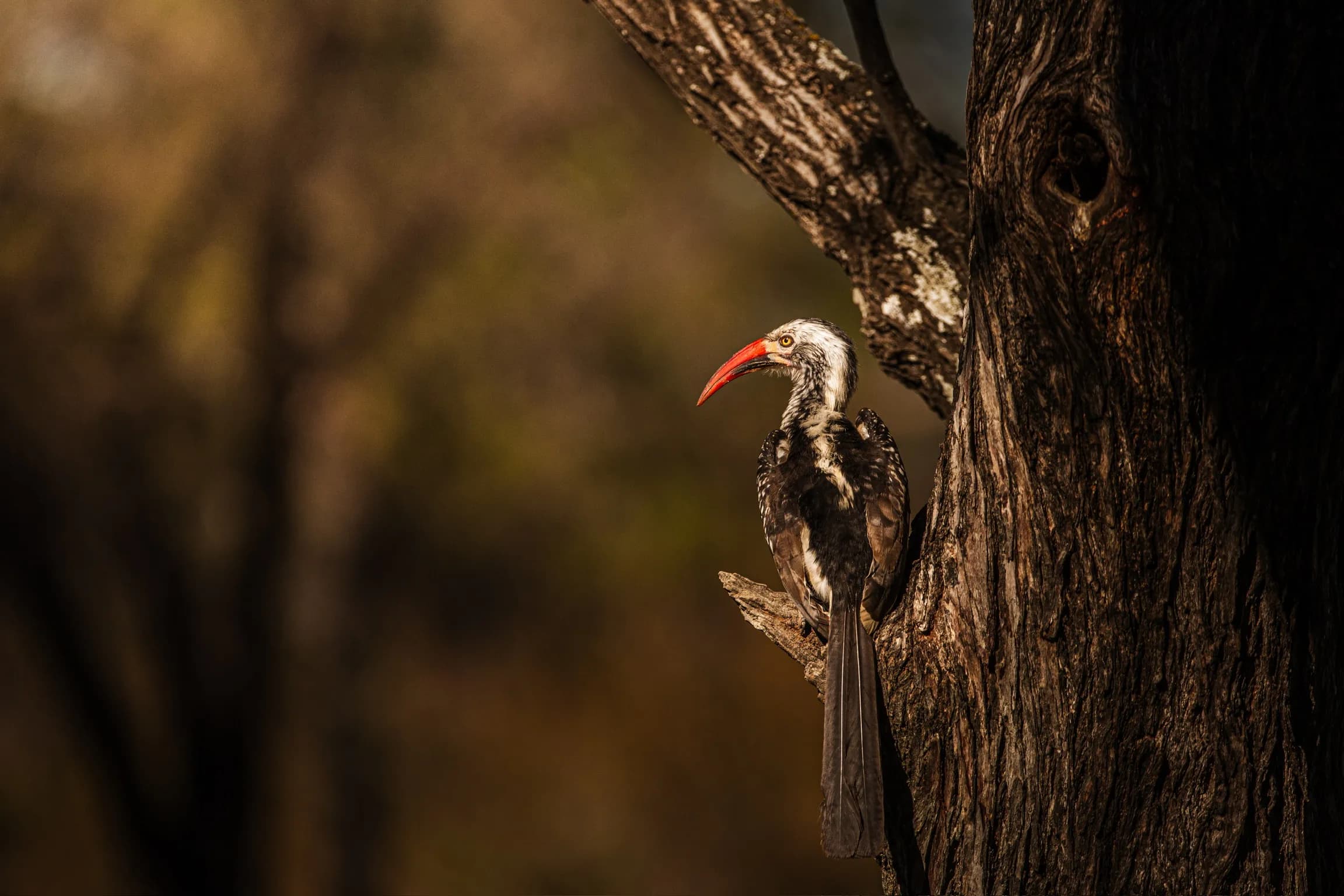 A red-billed hornbill perched against a tree trunk in warm golden side-light.