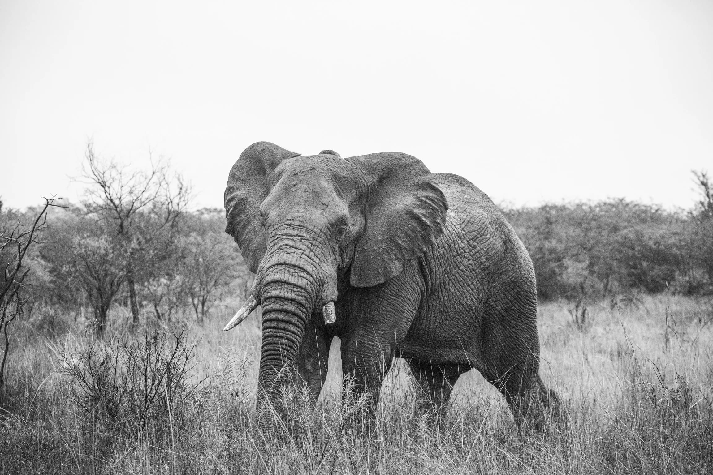 A lone African elephant walking through tall grass, rendered in moody black and white.