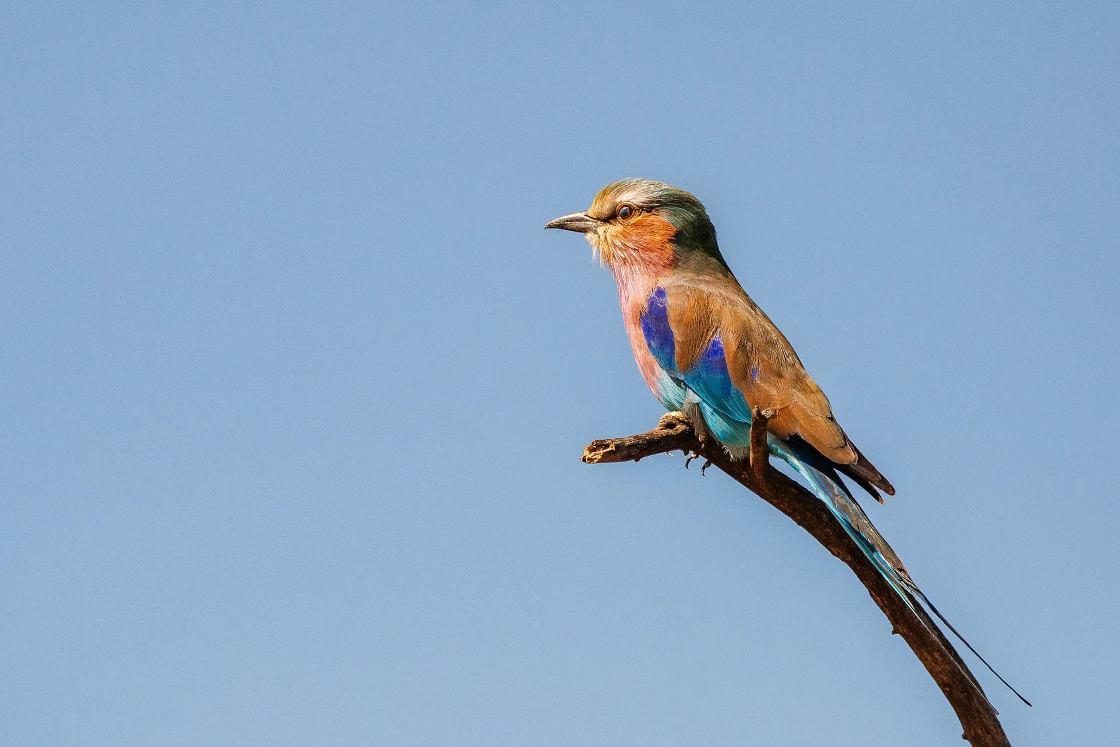 A lilac-breasted roller perched on a bare branch against a clear blue sky, its turquoise and violet plumage vivid in the light.