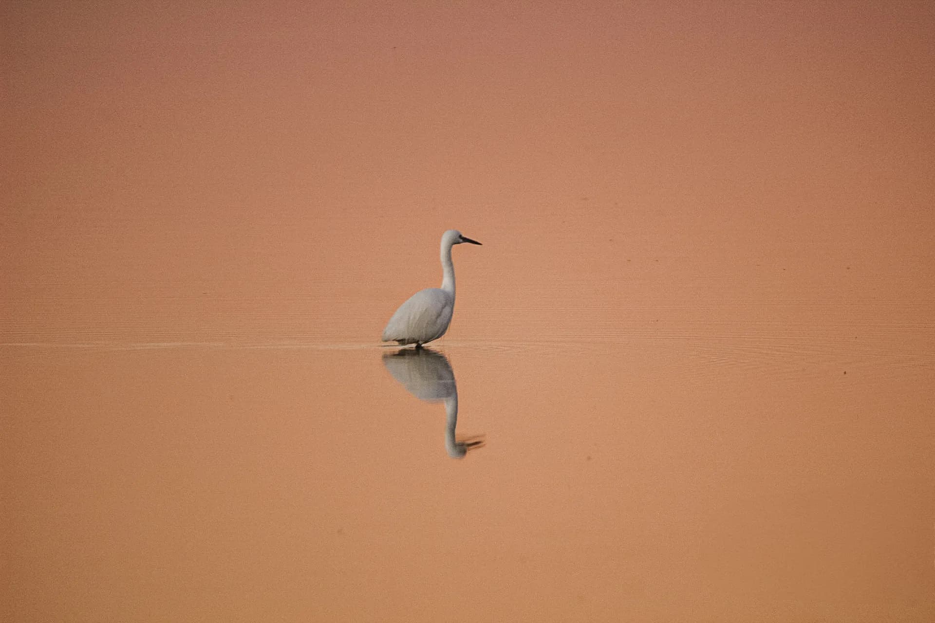 A lone egret wading across still water turned amber by the setting sun, its reflection mirrored beneath it.